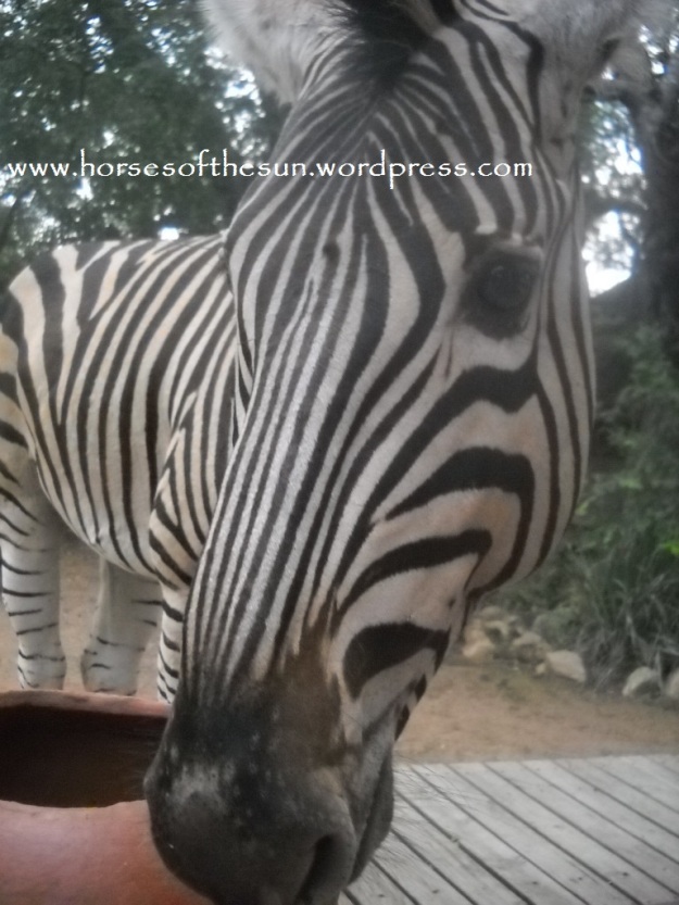 Zebra closeup